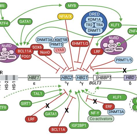 The regulation of β.